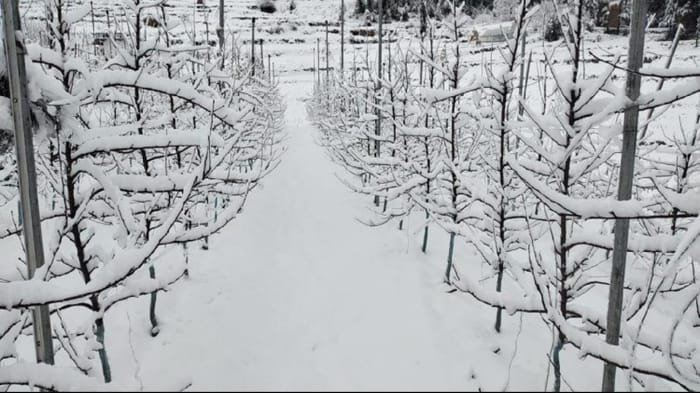 बर्फ से लदे सेब के पौधे।