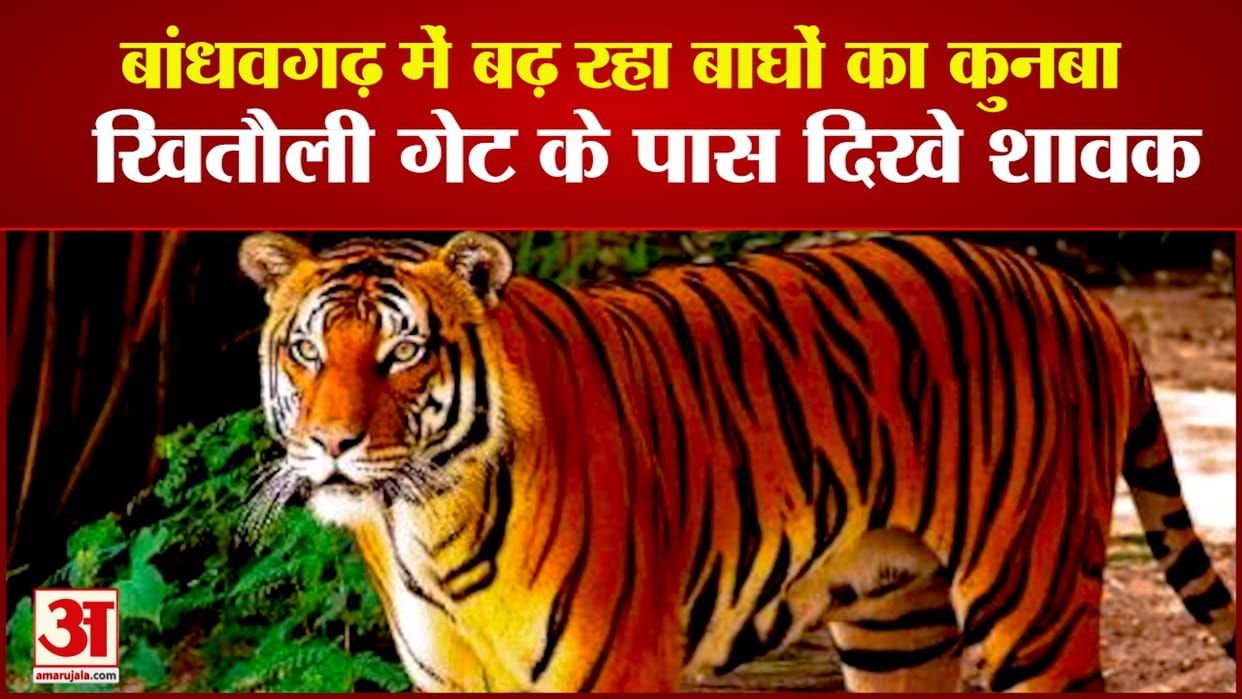 Two tiger cubs seen roaming near Khitouli Gate in Bandhavgarh Tiger Reserve