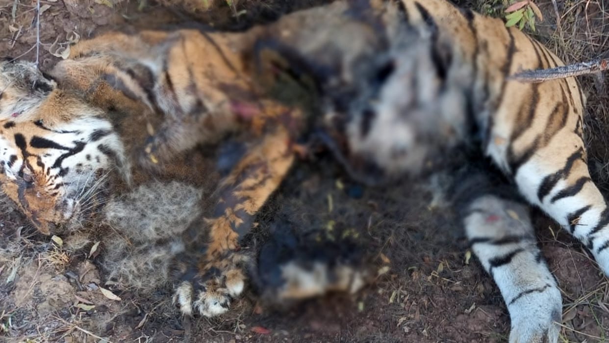 Death of a tiger in Beohari area of Shahdol district Madhya Pradesh