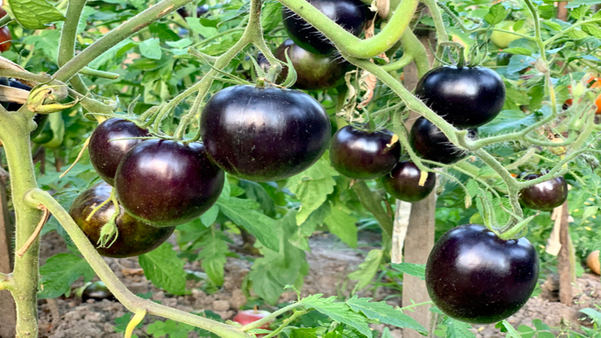Business Idea For Indigo Black Tomato Know How To Start Black Tomato Farming In Hindi