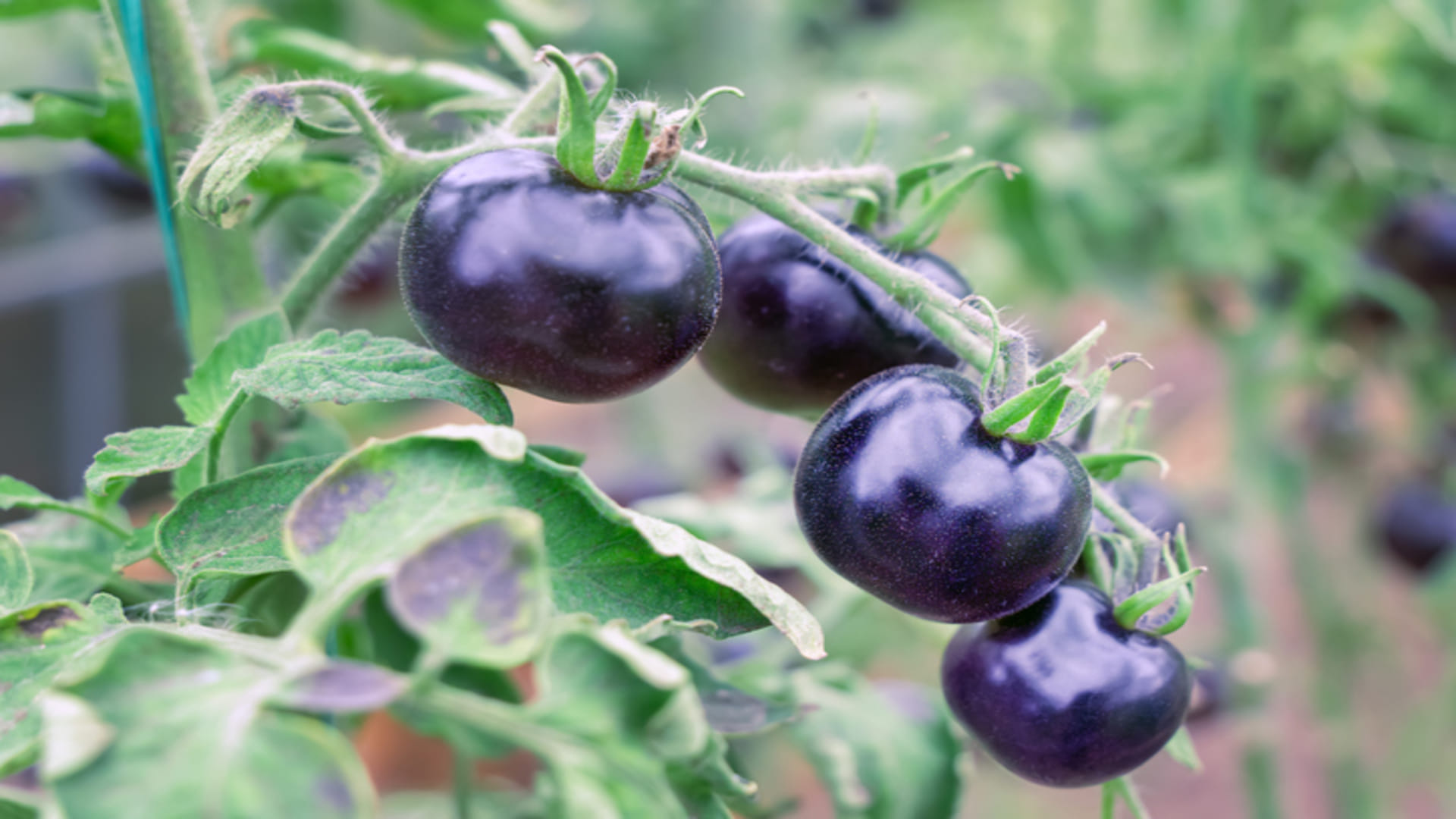 Business Idea For Indigo Black Tomato Know How To Start Black Tomato Farming In Hindi