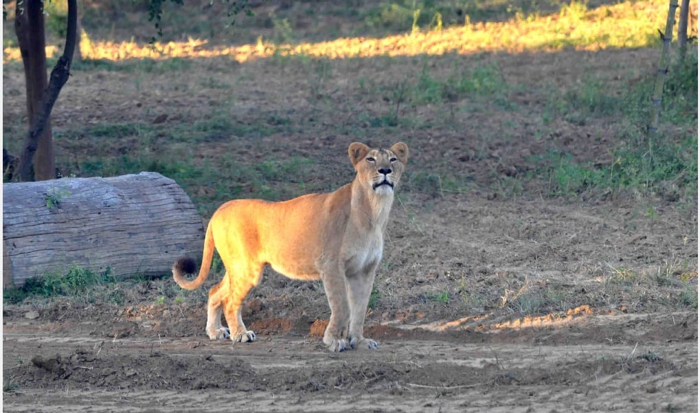Lioness hit by train in Gujarats Amreli dies third incident this month