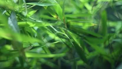 Optical Illusion Test: Can you find the hidden snake in 5 seconds?  brain teaser picture puzzle