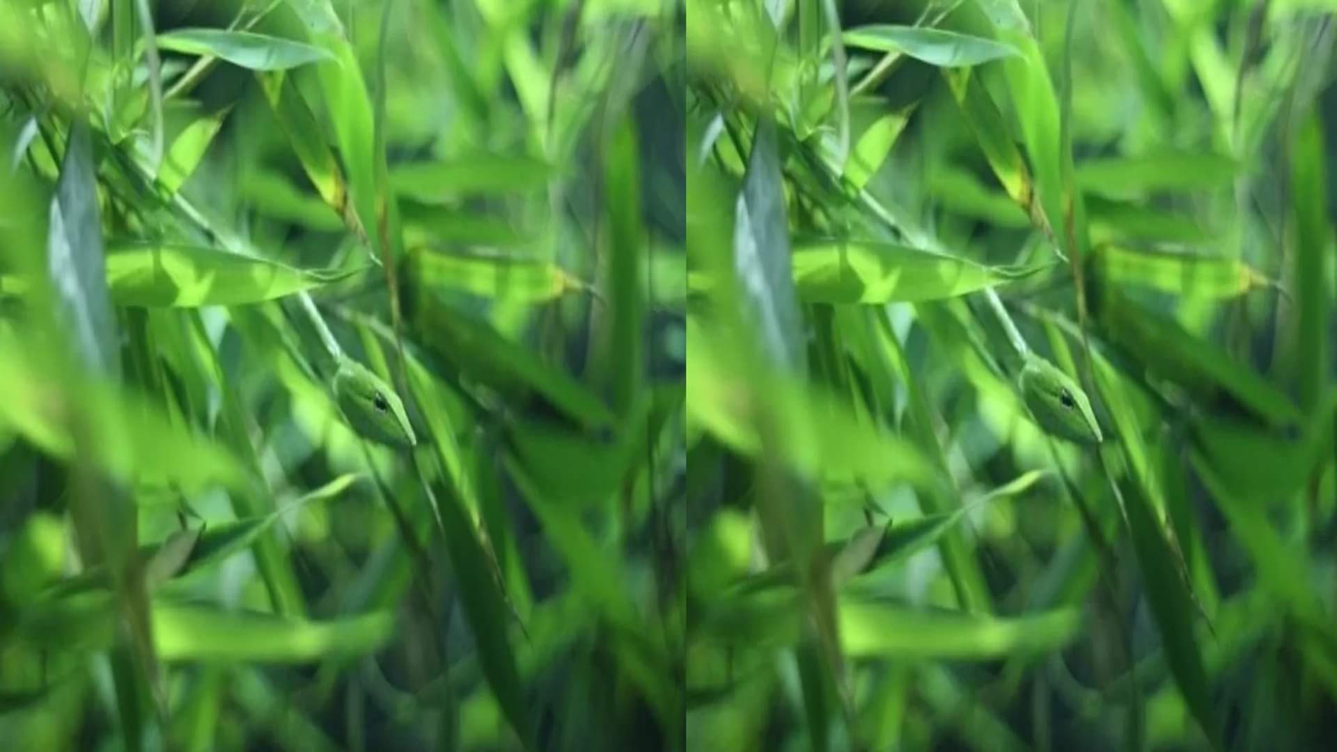 Optical Illusion Test: Can you find the hidden snake in 5 seconds?  brain teaser picture puzzle