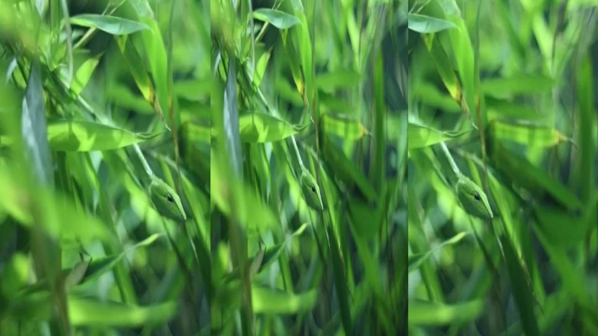 Optical Illusion Test: Can you find the hidden snake in 5 seconds?  brain teaser picture puzzle