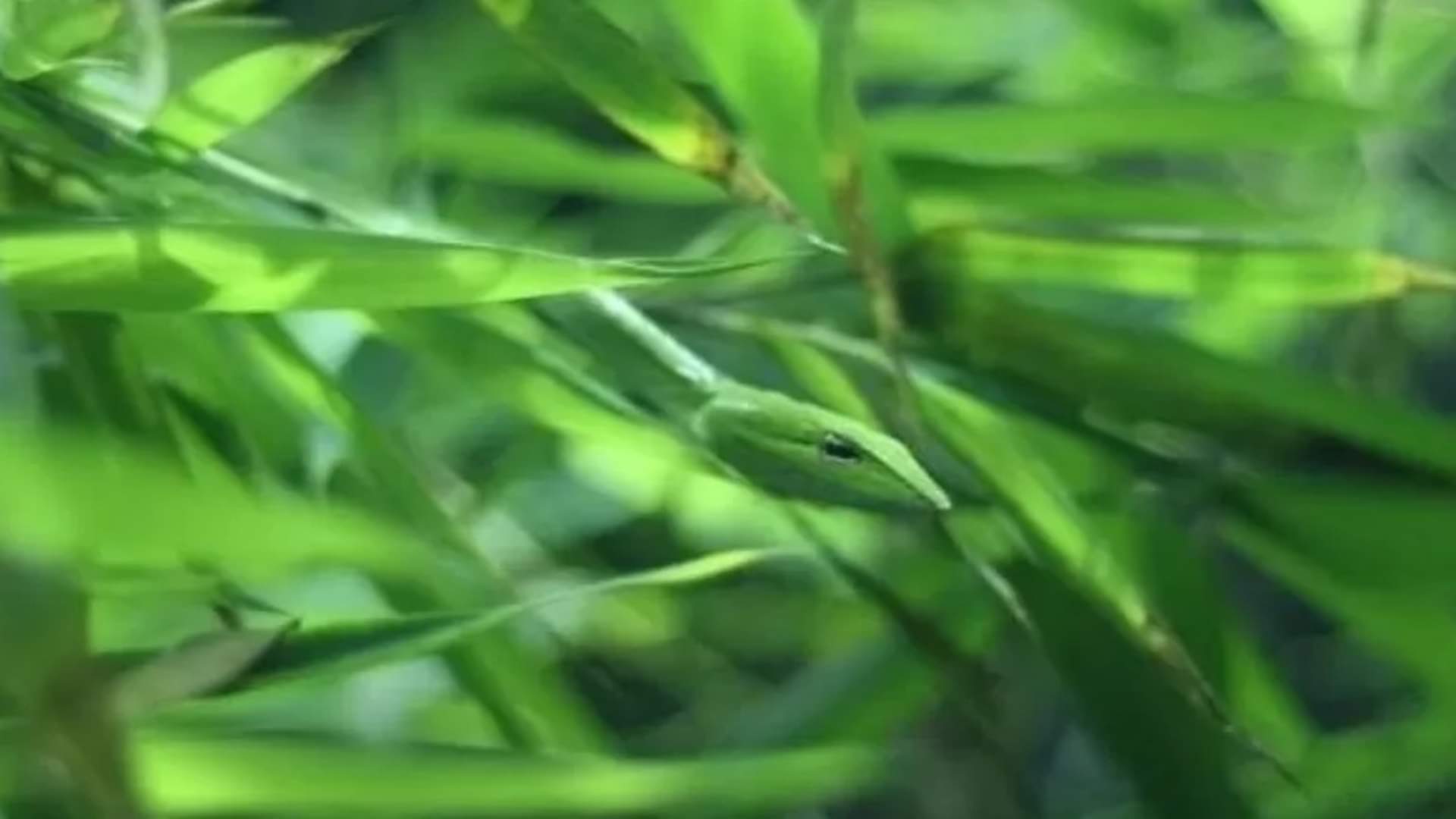 Optical Illusion Test: Can you find the hidden snake in 5 seconds?  brain teaser picture puzzle