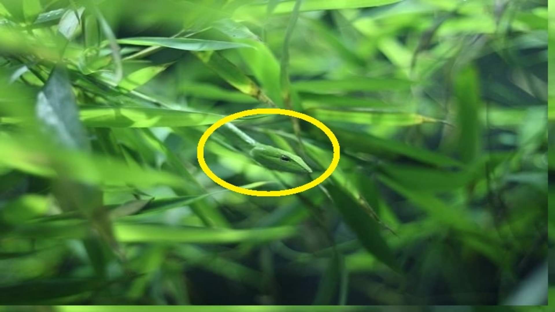 Optical Illusion Test: Can you find the hidden snake in 5 seconds?  brain teaser picture puzzle