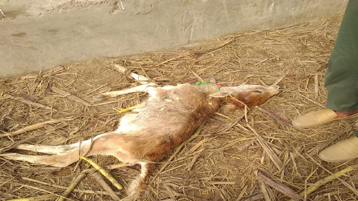 Sambhal 8 loose animals died in Semla Gunnaur Gaushala