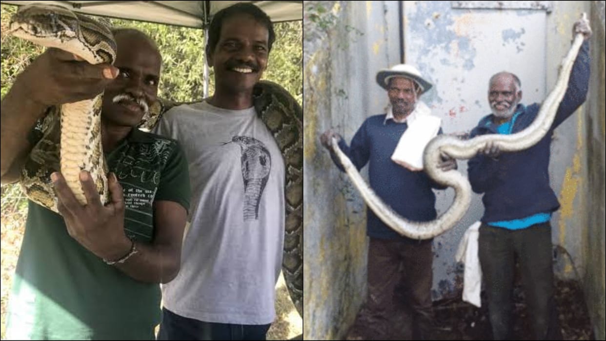 padma awards tamil nadu padma shri awardee snake catchers vadivel gopal masi sadaiyan of irula tribe