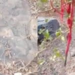 महिला की हत्या कर जेवरात लूटे