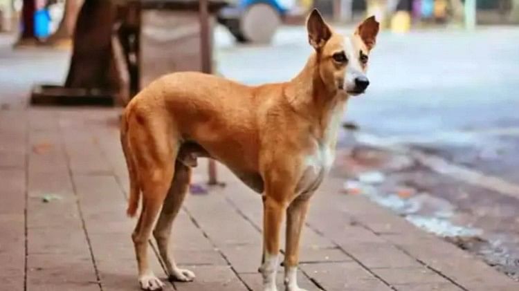 Rajasthan Dog Attack: तीन आवारा कुत्तों ने 12 वर्षीय मासूम पर घेरकर किया हमला, बच्चे की दर्दनाक मौत