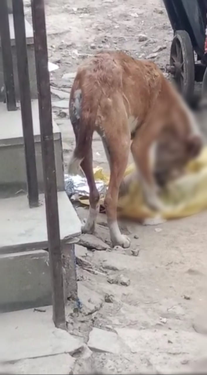 Dogs kept scratching human organs in Begusarai Sadar Hospital, hospital management kept sleeping