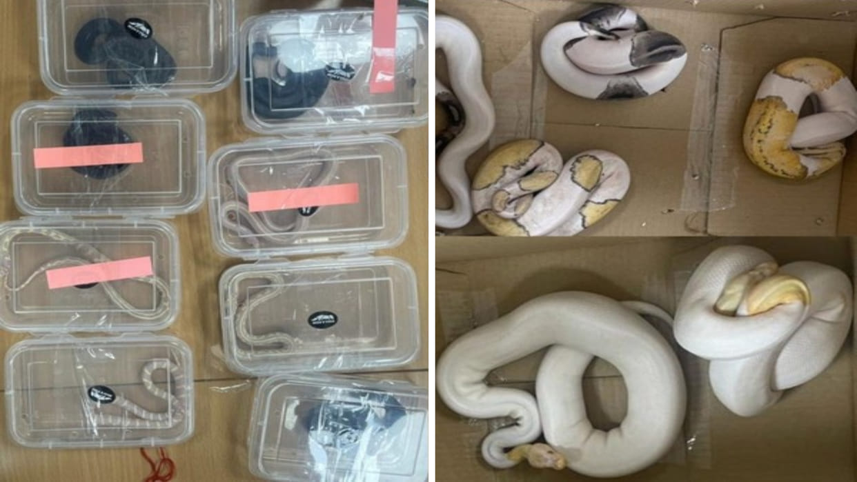 DRI recovers smuggled rare 139 animals from Bengaluru farmhouse
