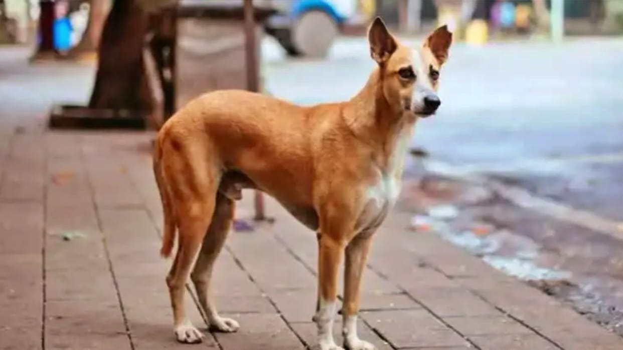 TDP lodges complaint against dog for removing Andhra CM YS Jagan Mohan Reddy poster