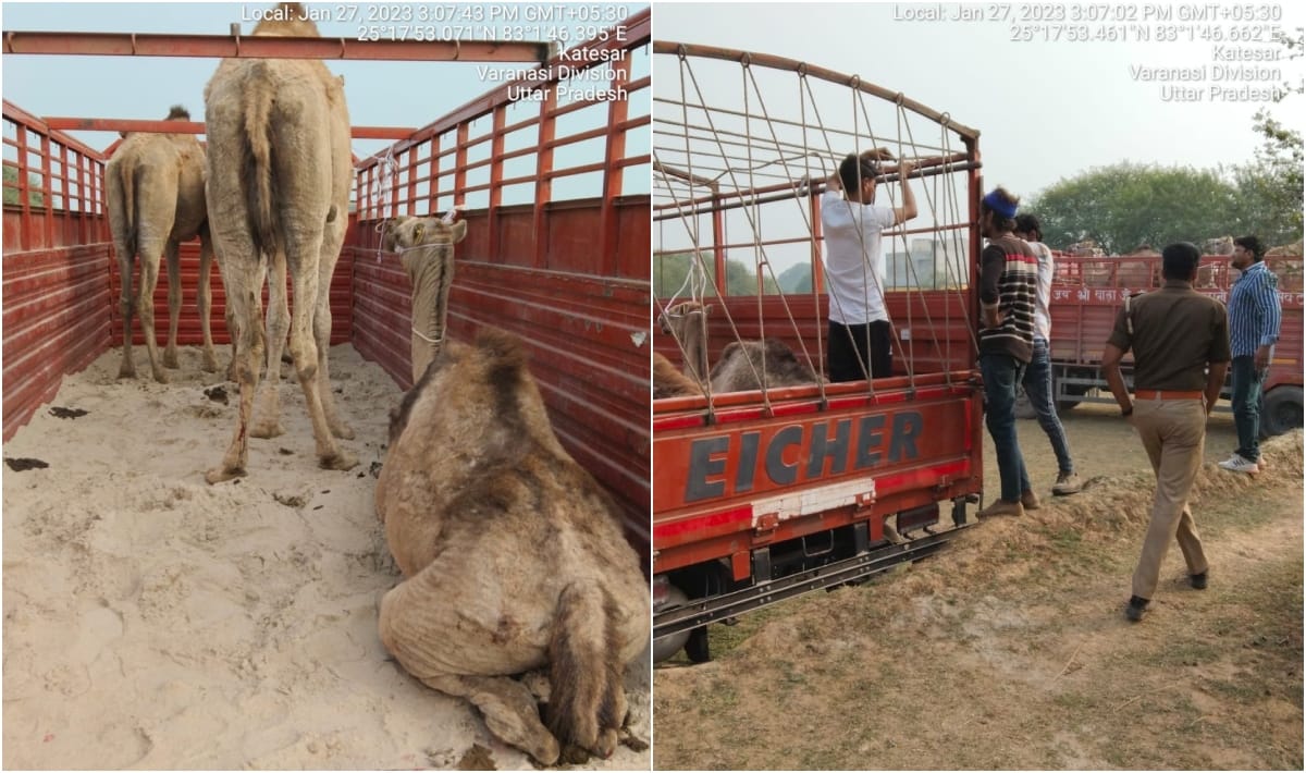 10 Camels finally left for their home Rajasthan form varanasi were trapped in quagmire of trouble