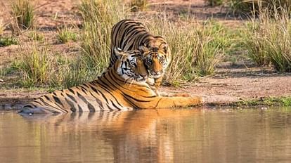 Central Government informed the Supreme Court 2967 Tigers In India Across 53 Tiger Reserves