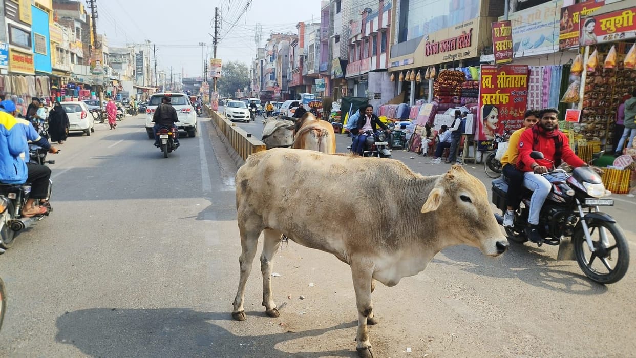stray animals made it difficult to walk