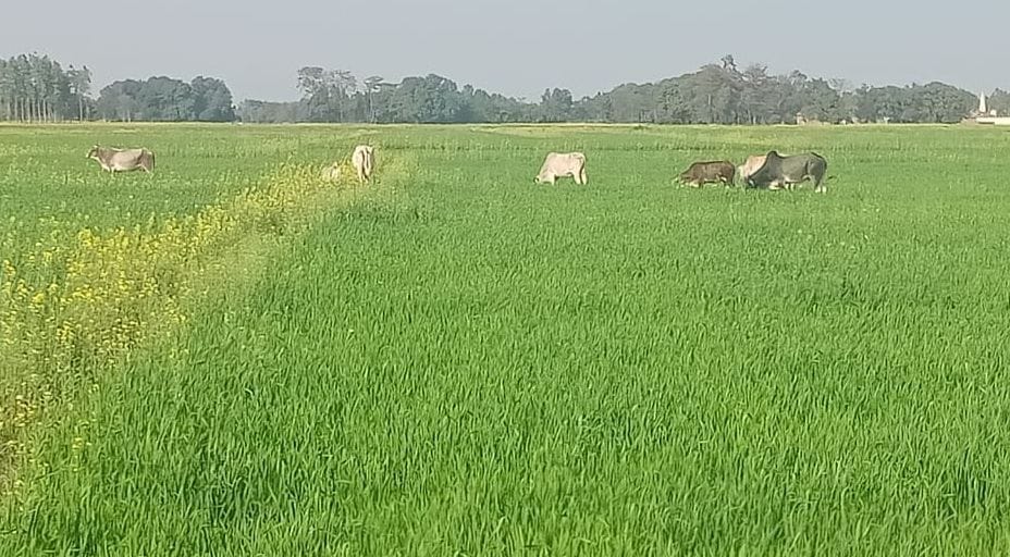 stray animals ruining crops