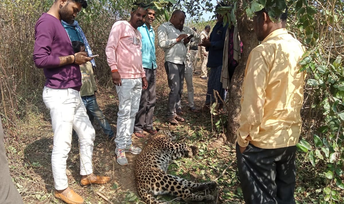 murder of leopard found dead in sonbhadra forest you will also get angry after knowing