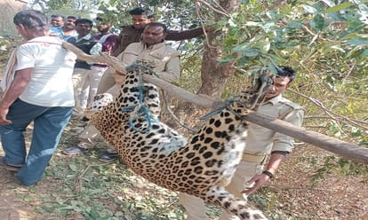 Leopard dead body found near house in forest in sonbhadra cause of death not clear