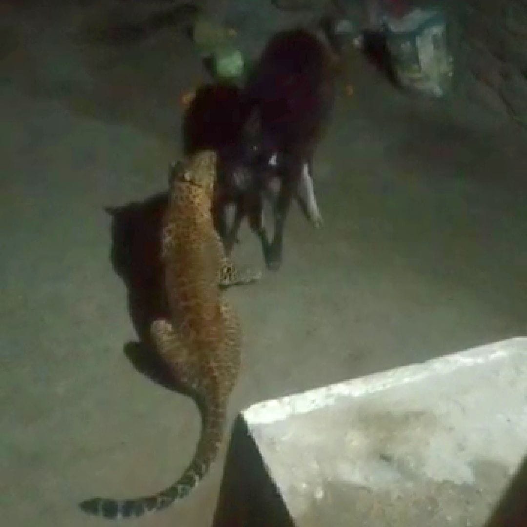 Leopard attack in dozens of villages of Dharchula tehsil