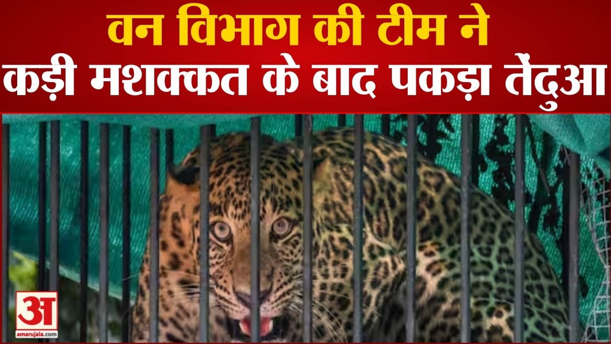 leopard captured by the forest department in chamba himachal pradesh