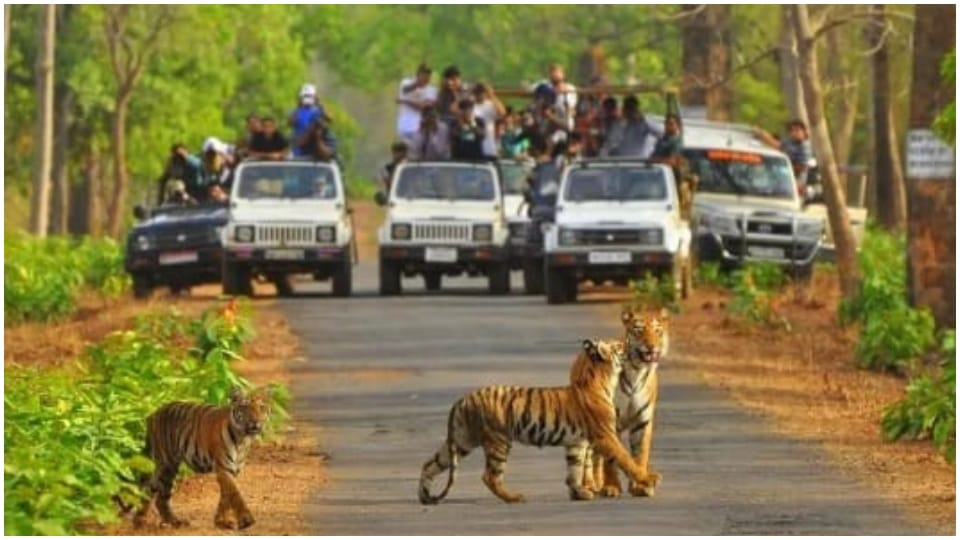 Sariska Tiger Reserve guide fee and vehicle fare know new rates