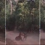 दो बाघ रास्ते पर अठखेलियां करते नजर आए।