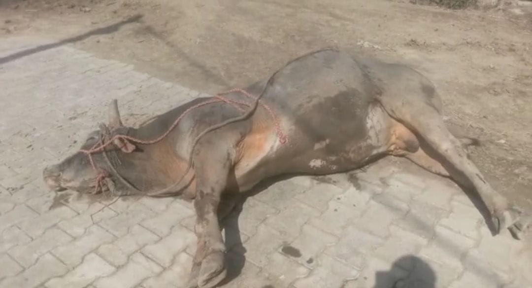 Mathura: Bull eating crop in the field was beaten to death