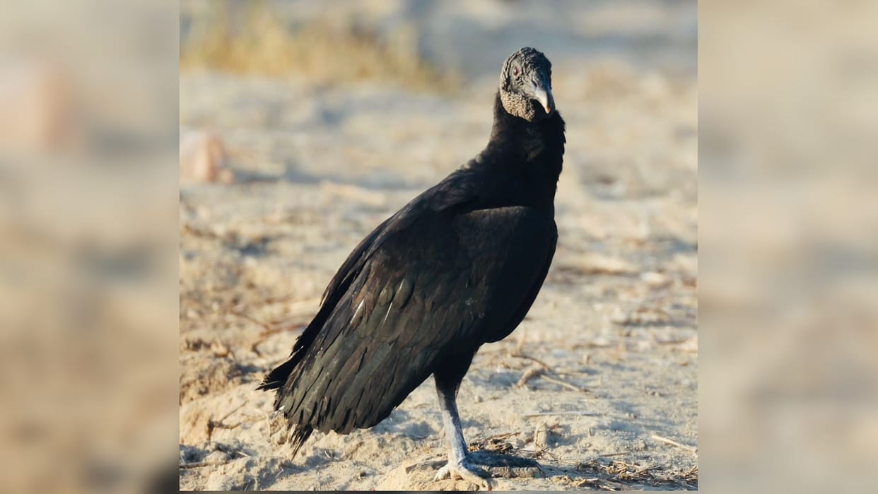 American black vulture spotted in Gurugram