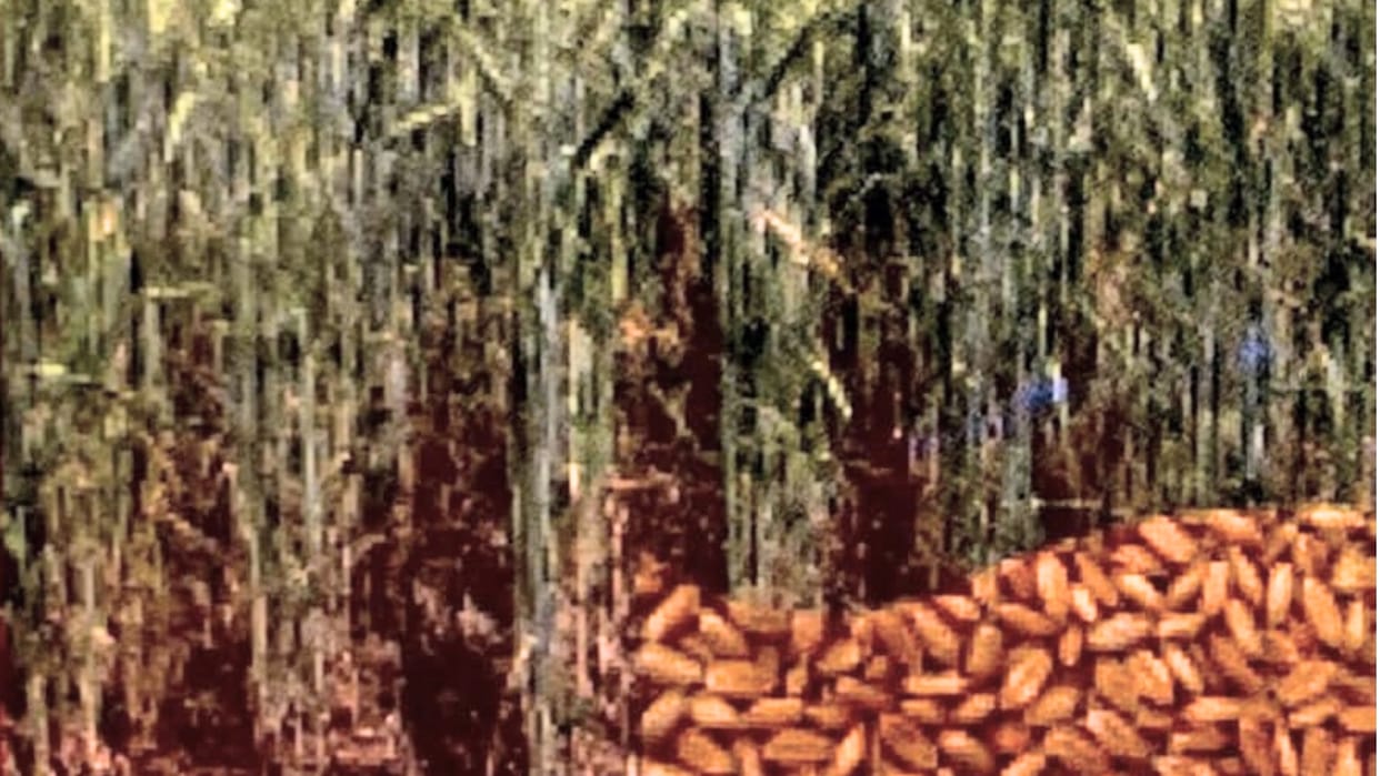 icar shimla developed wheat seed hybrid shimla 562 for hill states himachal pradesh uttarakhand jammu kashmir