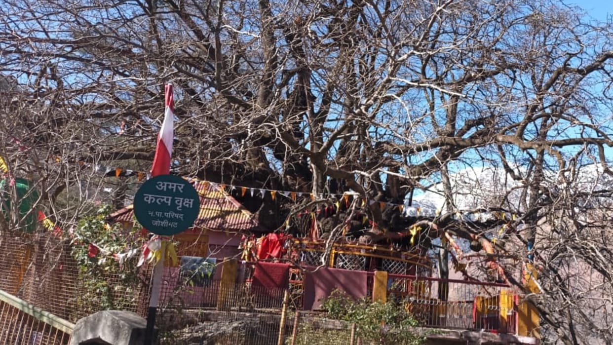 Joshimath is Sinking Eighth century old Kalpavriksha in danger Adiguru Shankaracharya did penance under tree
