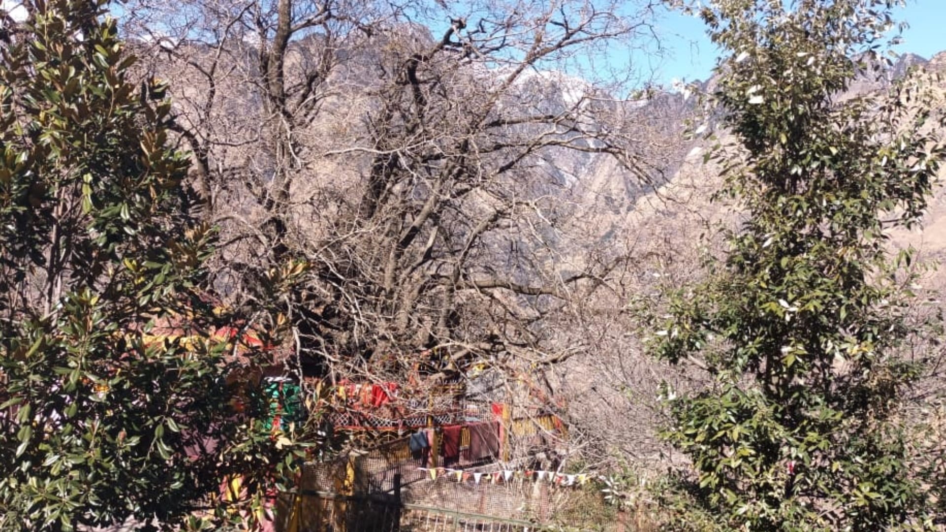 Joshimath is Sinking Eighth century old Kalpavriksha in danger Adiguru Shankaracharya did penance under tree
