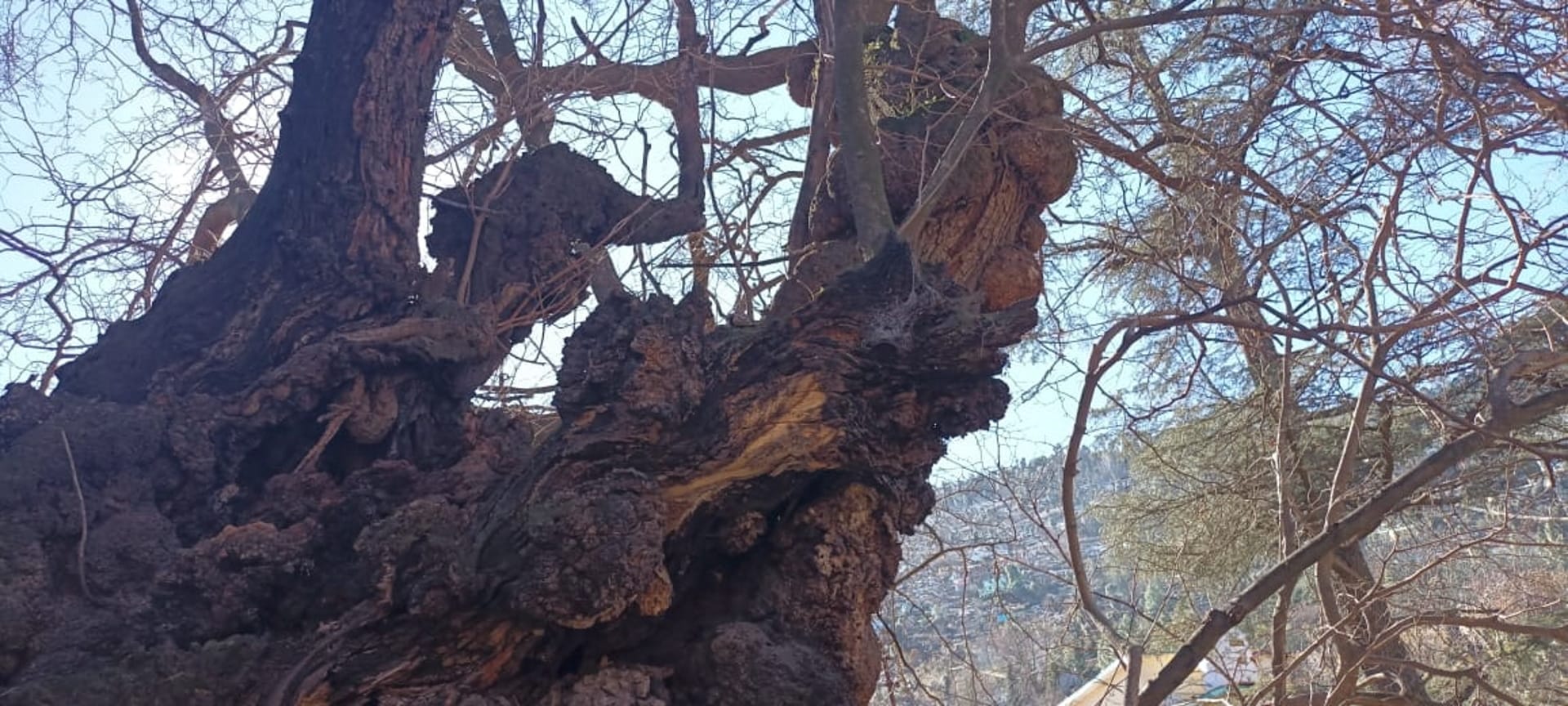 Joshimath is Sinking Eighth century old Kalpavriksha in danger Adiguru Shankaracharya did penance under tree