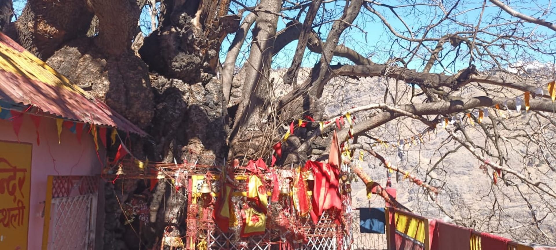 Joshimath is Sinking Eighth century old Kalpavriksha in danger Adiguru Shankaracharya did penance under tree