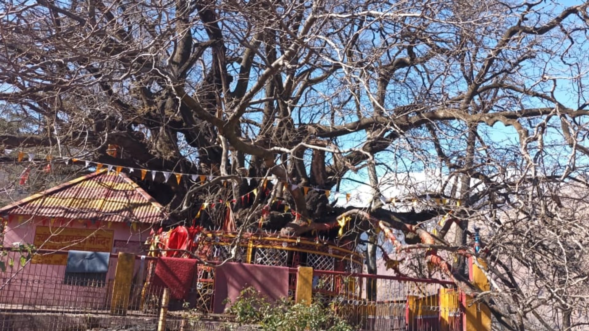 Joshimath is Sinking Eighth century old Kalpavriksha in danger Adiguru Shankaracharya did penance under tree