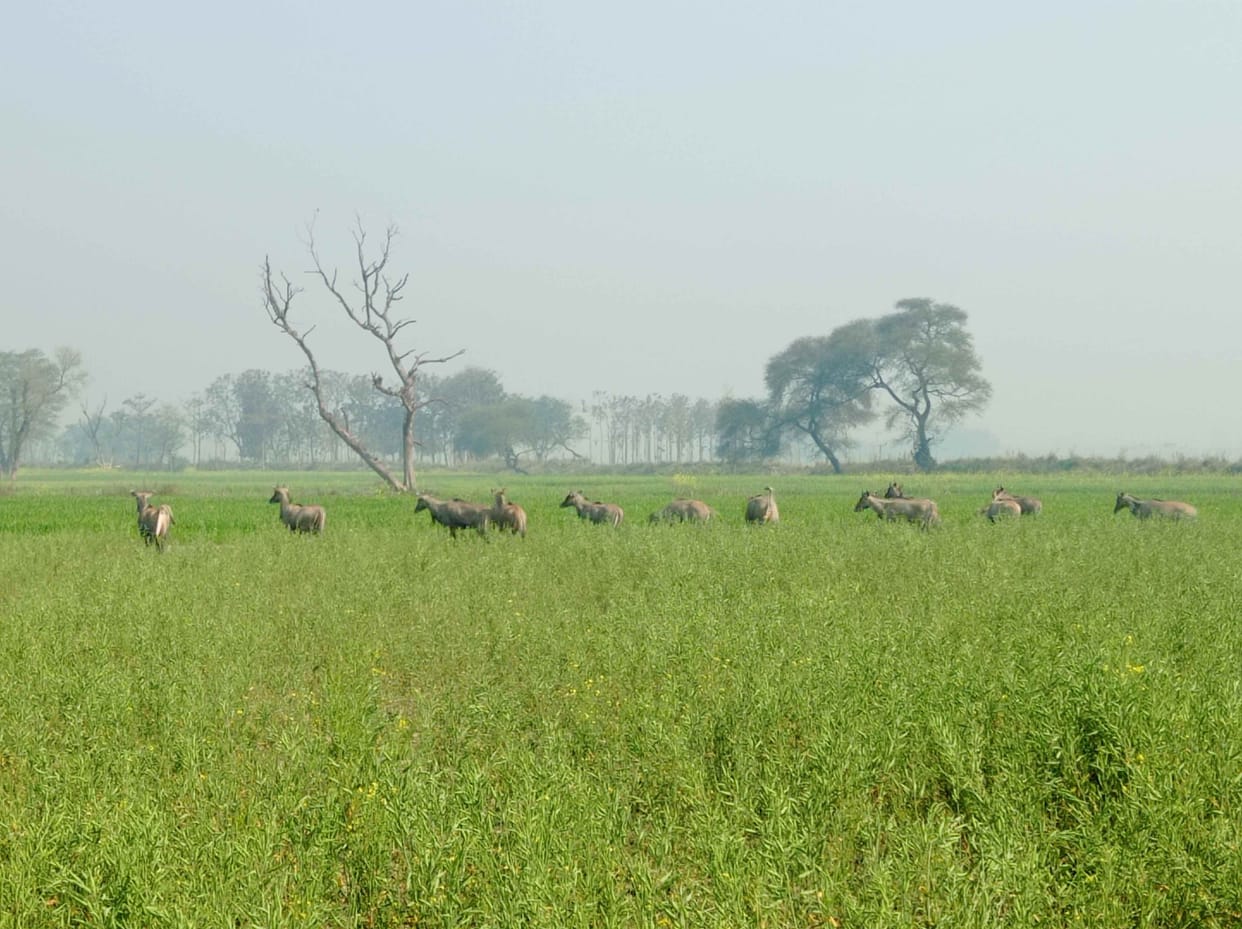 Nilgai is harming the crops of the farmers