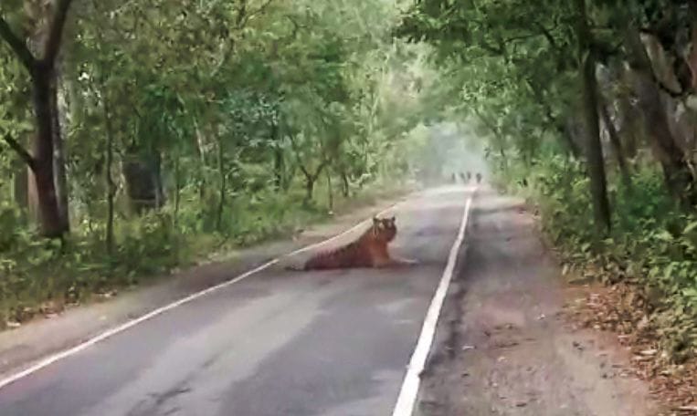 tiger