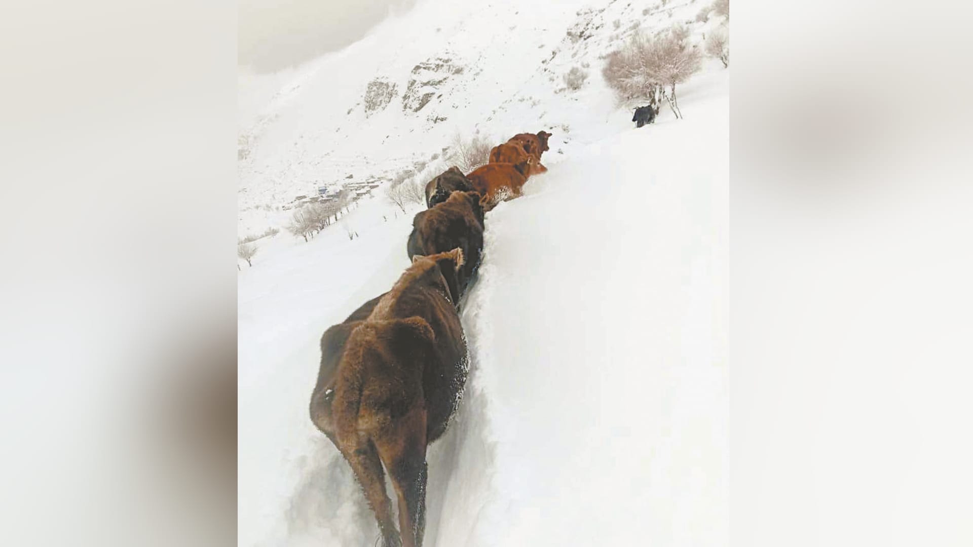 Himachal Weather update avalanche in pangi chamba snowfall in rohtang rain in shimla 164 road blocked