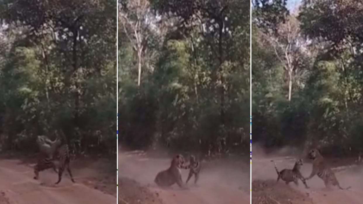 Bandhavgarh Tiger Reserve: The play of tigers... Two tigers were seen fighting on the way