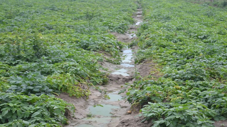 Farmers upset due to unseasonal rains water filled in potato-mustard crop