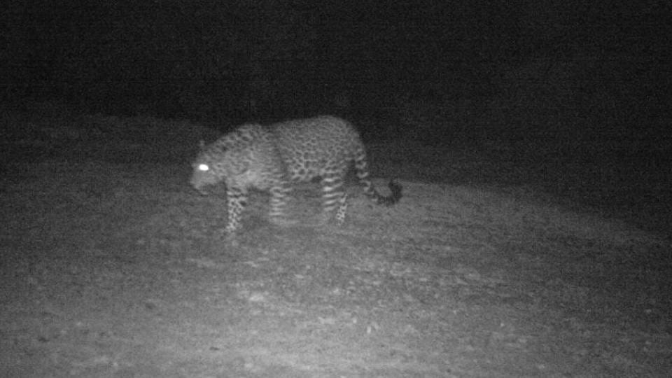 Panther seen in trap camera installed in Keoladeo National Park in Bharatpur