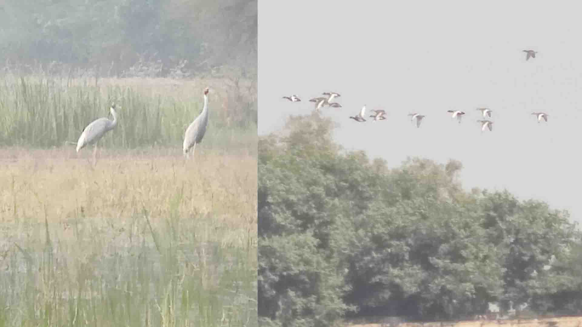UP Bird and Nature Festival in Mahoba, Vijay Sagar Bird Sanctuary