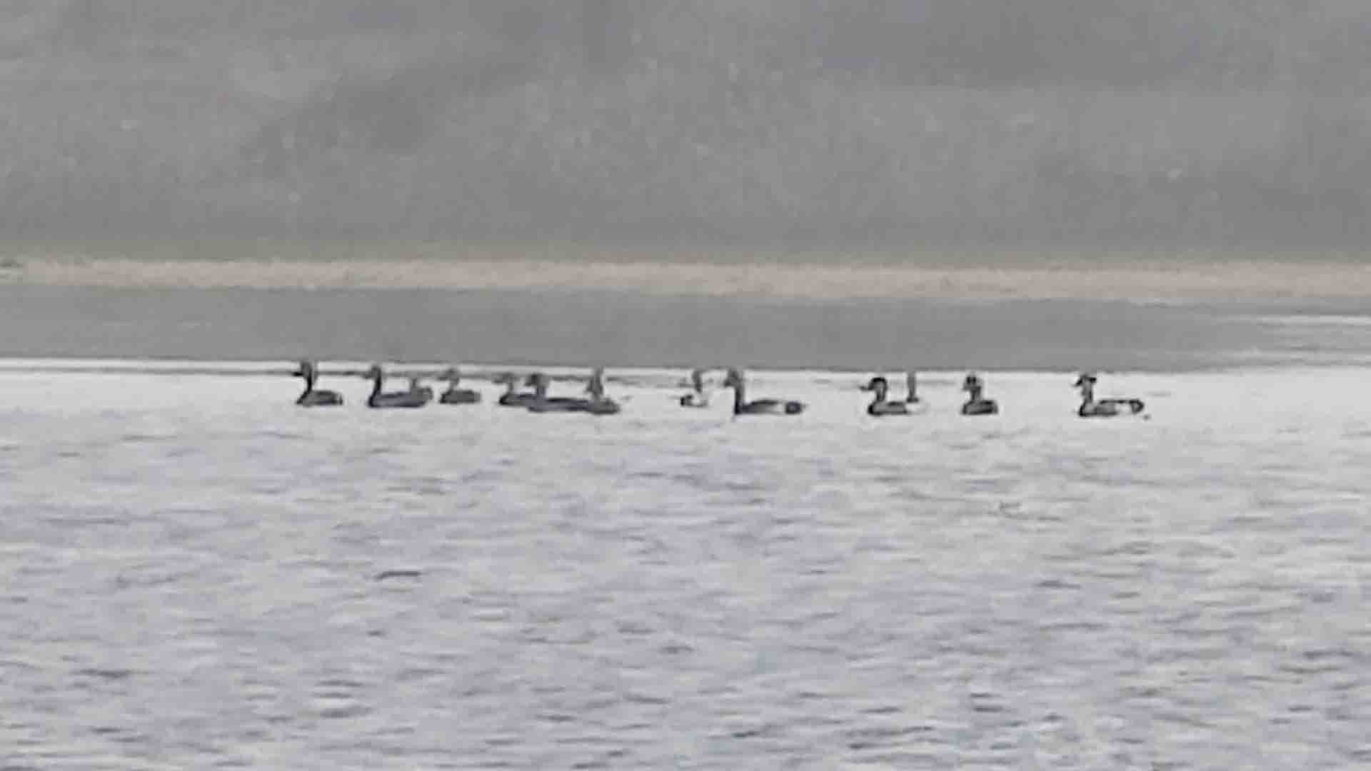 UP Bird and Nature Festival in Mahoba, Vijay Sagar Bird Sanctuary