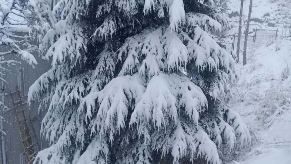 Uttarakhand Weather News Tourist Enjoy Heavy Snowfall In Auli Beautiful Photos