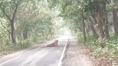 Tiger sitting on the road near Pilibhit Tiger Reserve