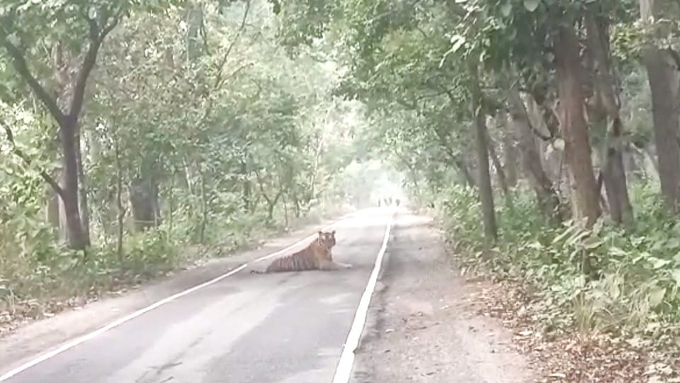 tiger jumped into the mustard farm to catch the rat caught on camera in pilibhit