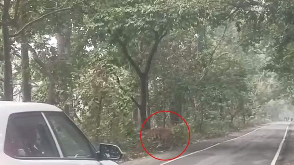 Tiger sitting on the road near Pilibhit Tiger Reserve