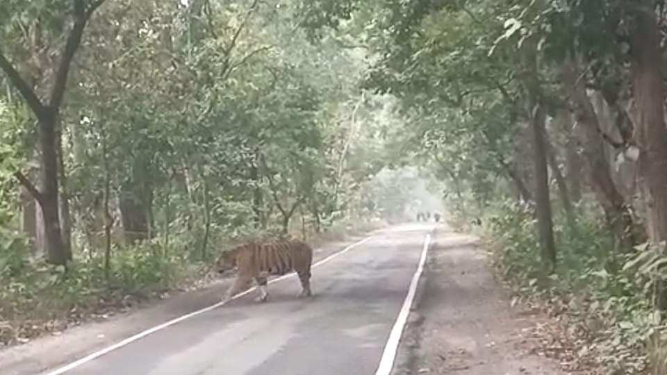 Tiger sitting on the road near Pilibhit Tiger Reserve