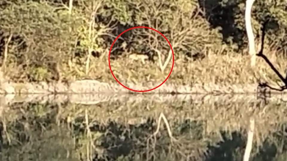Tiger sitting on the road near Pilibhit Tiger Reserve